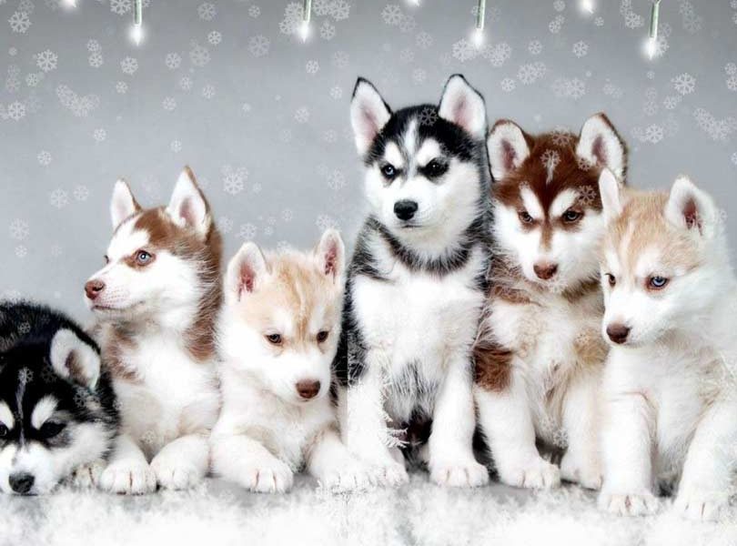 Pomsky puppies for sale 