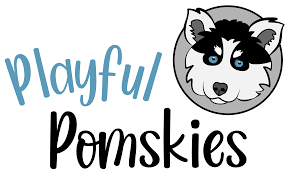 Pomsky puppies for sale 